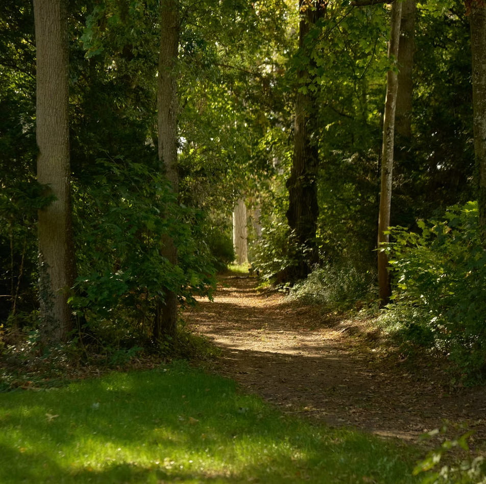 A wooded path across the grounds