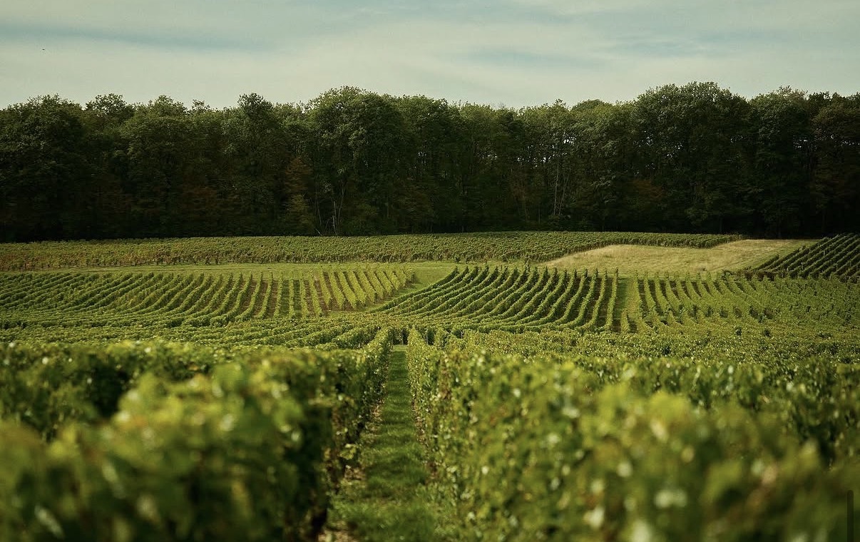 Vineyards surrounding Sancerre